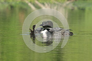 Common Loon Chick Auditioning for Parents