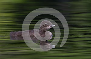 A Common Loon chick Gavia immer swimming on a green reflective lake in Ontario, Canada