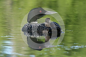 Common Loon Chick Riding on Parent's Back