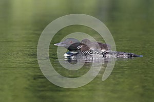 Common Loon Chick Riding on Parent's Back