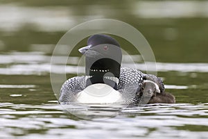 A Common Loon chick seeks cover under the wing of its mother - H