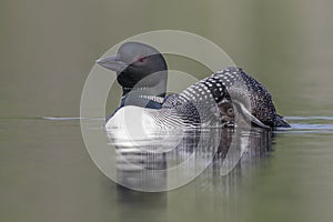 A Common Loon chick seeks shelter under the wing of its mother -