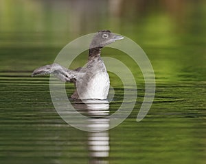 Common Loon Chick Shaking Its Wings Dry