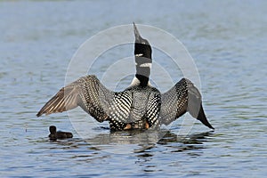 Common Loon and Chick