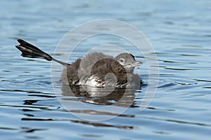 Common Loon Chick Stretching its Leg