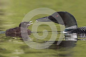 A Common Loon chick waits to be fed a freshly caught fish