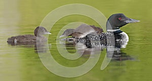 Common Loon Chick Watching its Sibling as it Rides on Parent's B