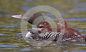 Common Loon with chicks