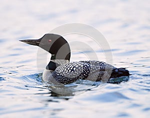 Common Loon Closeup Gavia immer