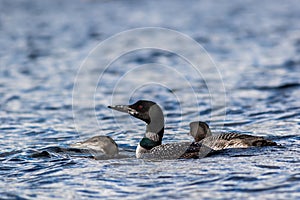 Common Loon closeup with two juveniles in beautiful crystal clear Lake Millinocket, Maine, in early fall