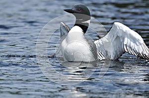 Common Loon Displaying