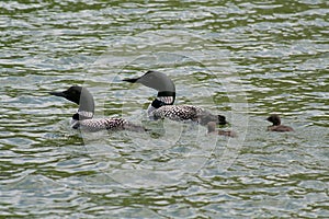 Common Loon Family