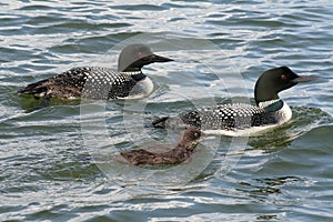 Common Loon Family