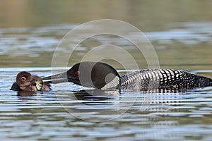 Common Loon Feeding a Fish to its Baby