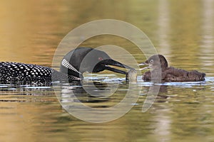 Common Loon Feeding a Fish to its Baby