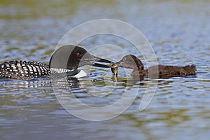 Common Loon feeding a freshly caught fish to its chick