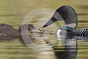 Common Loon Feeding a Green Caterpillar to its Chick