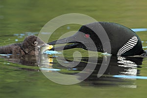 Common Loon Feeding a Sunfish to its Young Chick