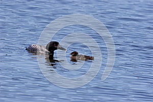 Common Loon Feeds Baby  707585