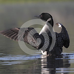 Common Loon Flapping its Wings to Dry Them