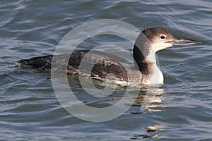 Common Loon (Gavia immer)