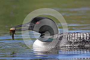 Common Loon (Gavia immer)