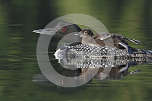 Common Loon (Gavia immer)