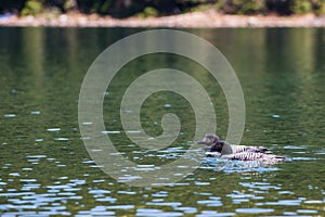 Common Loon Gavia immer