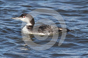 Common Loon Gavia immer