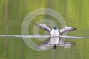 Common Loon Gavia immer on Alaska`s Reflections Lake