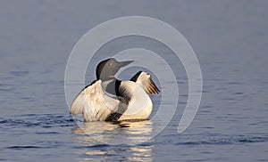 A Common Loon gavia  immer breaches and spreads her wings in the morning in Ontario, Canada