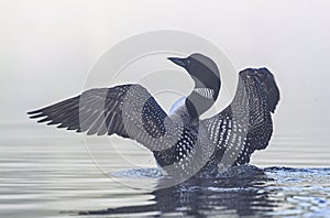 A Common Loon Gavia immer breaching the water to stretch and dry its feathers on a foggy morning in Ontario, Canada