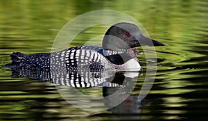 Common Loon Gavia immer with chick by her side in Canada