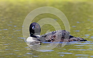 A Common Loon Gavia immer with chicks by her side on a quiet lake in summer in Ontario, Canada