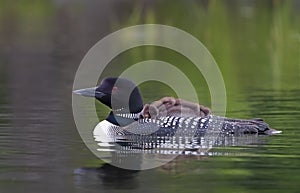 A Common Loon Gavia immer close-up swimming with chick on her back on Wilson Lake, Que, Canada