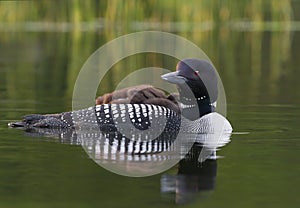 A Common Loon Gavia immer close-up swimming with chick on her back on Wilson Lake, Que, Canada