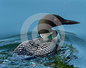 Common Loon Gavia immer Closeup