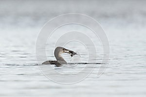 Common loon (Gavia immer) eating crayfish