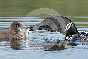 Common Loon (Gavia immer) Feeding a Fish to its Baby