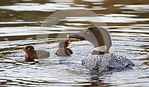 A Common Loon Gavia immer feeding its chick in Ontario, Canada