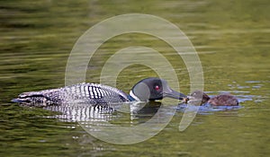 A Common Loon Gavia immer feeding its chick in Ontario, Canada