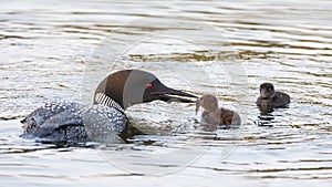 A Common Loon Gavia immer feeding its chick in Ontario, Canada
