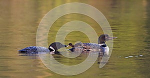 A Common Loon Gavia immer feeding its chick in Ontario, Canada