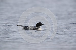 Common Loon (Gavia immer ) Iceland