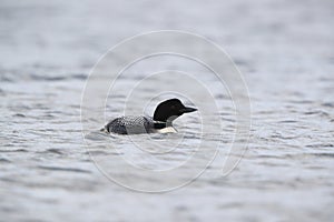 Common Loon (Gavia immer ) Iceland