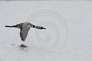 Common Loon (Gavia immer ) Iceland