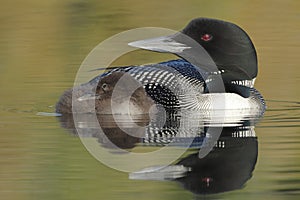 Common Loon (Gavia immer) with its Baby