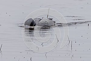 Common loon Gavia immer with its head under water searching for an underwater threat on a northern Wisconsin lake during early s