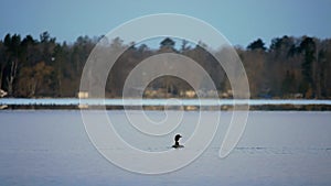 Common Loon, gavia immer, Minnesota State Birdrearing up and running quickly on surface a lake in Bemidji.