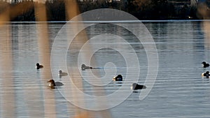 Common Loon, gavia immer, Minnesota State Birds swimming on a lake in Bemidji.